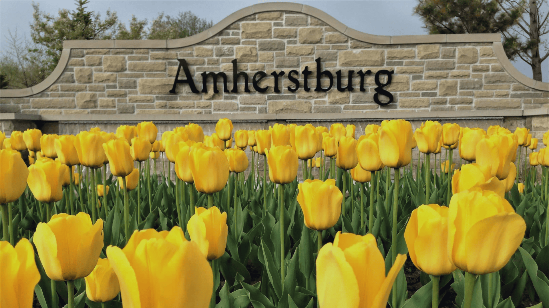 Amherstburg gateway sign with yellow tulips in the garden